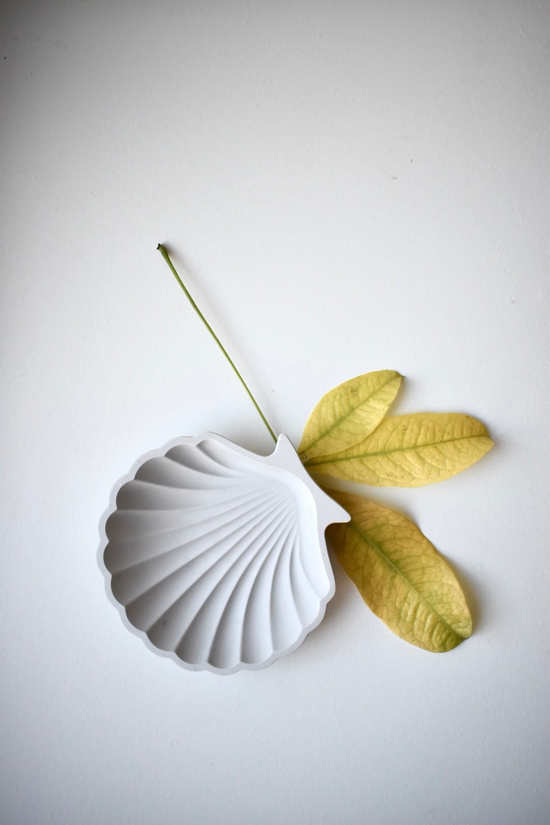 White Shell Tray