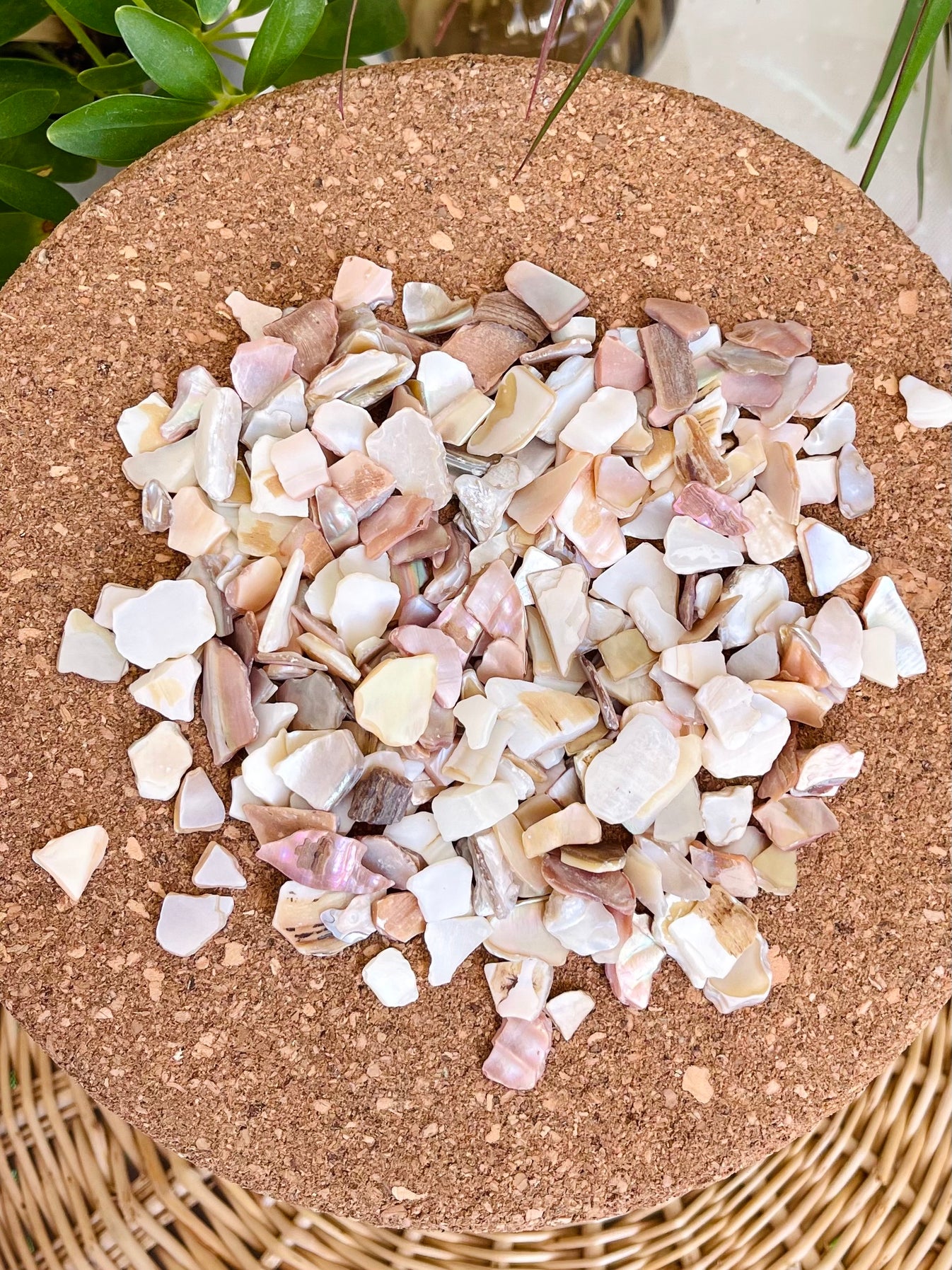 Crushed Seashells (100g) – Pepper Please Studio